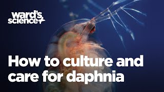 Caring and Culturing for Daphnia [upl. by Keelin]