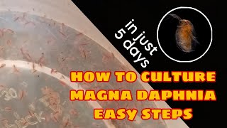 How to Culture Magna Daphnia Easily [upl. by Marti]