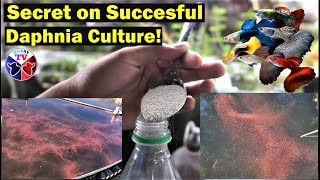 How to Culture Daphnia Successfully [upl. by Eniamreg]