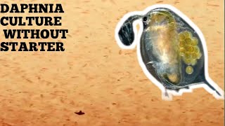 HOW TO CULTURE DAPHNIA NATURALLY WITHOUT A STARTER [upl. by Ramirolg489]