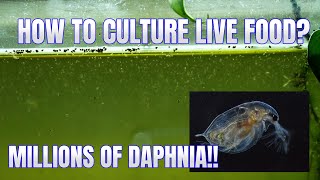 How to Culture Daphnia Secret Method to Breed MILLIONS  Simply Aquatic [upl. by Acimahs459]