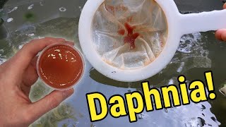 How I Culture Daphnia In Outdoor Tubs [upl. by Ayet]