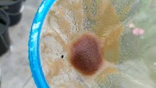 How to culture daphnia moina in a small container Part 1 English Subtitle [upl. by Lajet491]