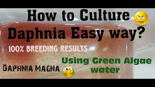 Daphnia MagnaHow to Culture Daphnia Easy wayCulturing Daphnia using Green water Daphnia [upl. by Wolfgram]