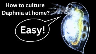 BEST Live Fish Food Beginner guide How to Culture Daphnia at home [upl. by Emirak]