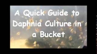 How to culture daphnia outside [upl. by Quita]