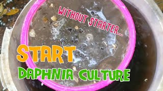 How to culture daphnia moina the easy way 1  Starting the Daphnia culture [upl. by Delogu]