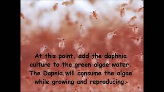 Daphnia  How to grow daphnia in your home [upl. by Torbert]