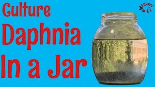 How to Culture Daphnia in a Jar [upl. by Eycats]