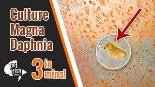 How to culture DAPHNIA MAGNA  The easy way [upl. by Emmuela]