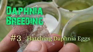 Daphnia Culture made simple and easy 3  Hatching Daphnia eggs [upl. by Aihcsrop]