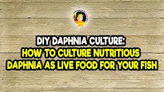 DIY Daphnia Culture How to Culture Nutritious Daphnia as Live Food for Your Fish [upl. by Candida759]