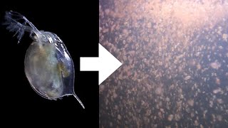 How I Culture Daphnia [upl. by Raimes]