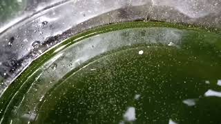 DAPHNIA MOINA CULTURE IN A SMALL BUCKET [upl. by Amitaf]