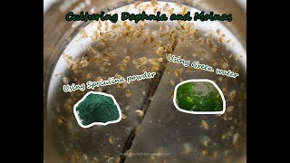 How To Culture Daphnia and Moinas using Green Water Spirulina powder [upl. by Acissev]