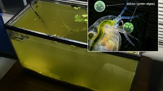 Raising Daphnia for the Freshwater Aquarium [upl. by Pillihp151]