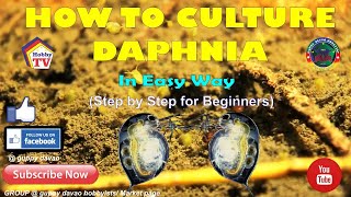 HOW TO CULTURE DAPHNIA In Easy Way [upl. by Aihsyn]